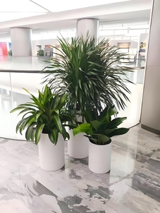 找宁波植物出租？这家服务好到爆！